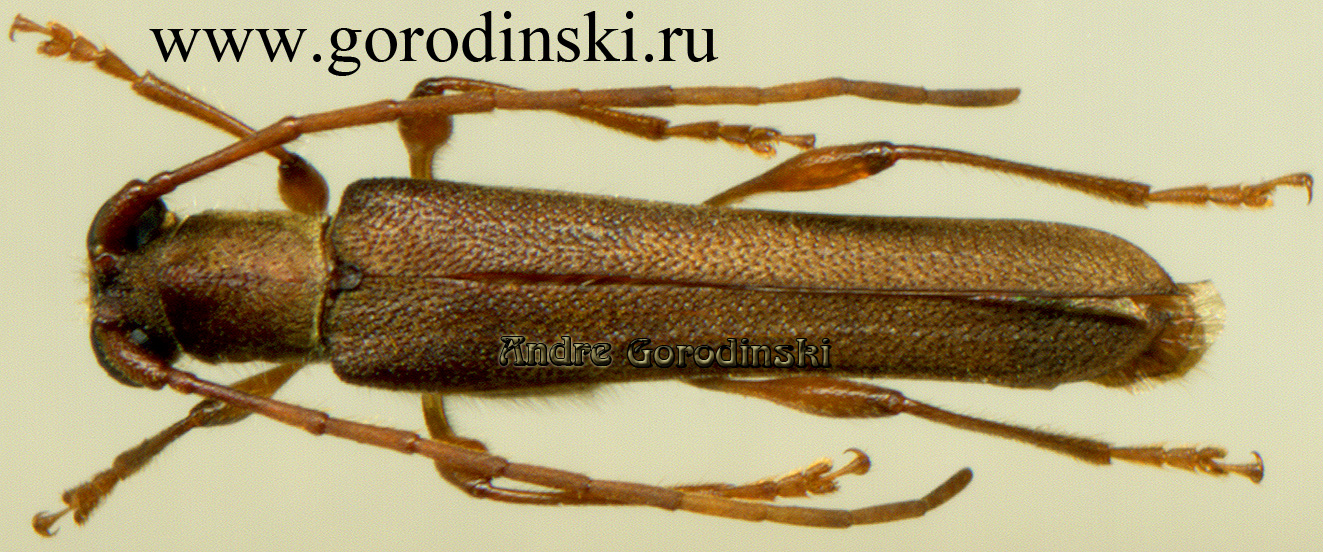 http://www.gorodinski.ru/cerambyx/Thranius simplex fulvus.jpg